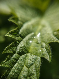 Close-up of raindrops on leaves