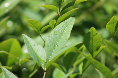 Close-up of raindrops on leaves