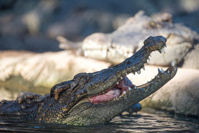 Close-up of crocodile in water