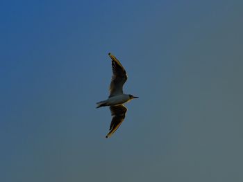 Low angle view of a bird flying