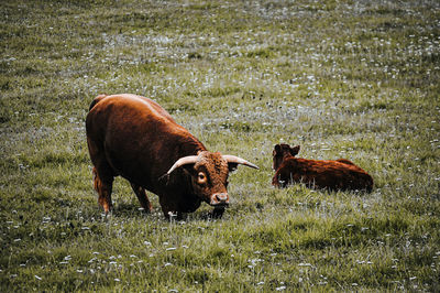 Cows in a field