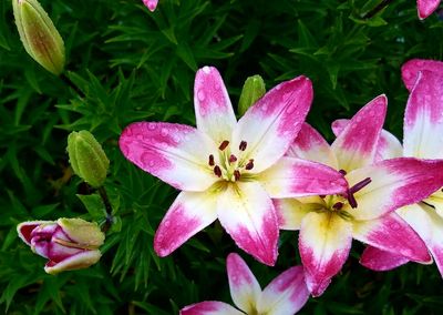 Close-up of pink flowers blooming outdoors