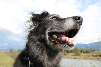 Close-up of a dog looking away