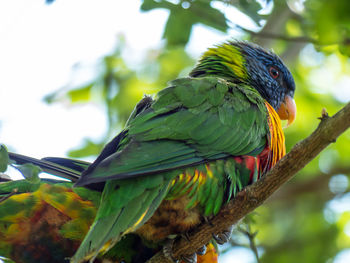 Close-up of parrot perching on branch