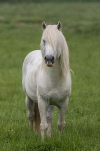 Horse standing on grassy field