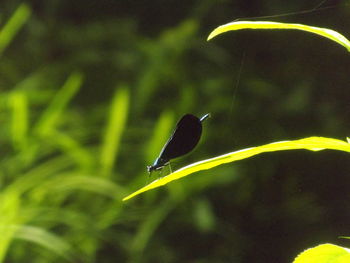 Close-up of bird on plant