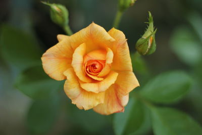 Close-up of rose