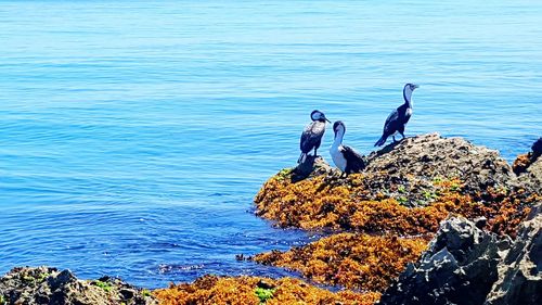 People on rock by sea