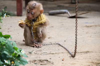 Monkey sitting on a rock