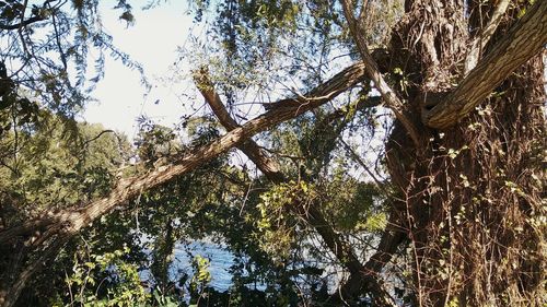 Low angle view of trees in forest against sky