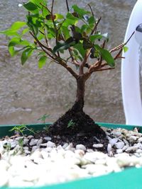 Close-up of small potted plant on tree