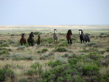 Horses on field against clear sky