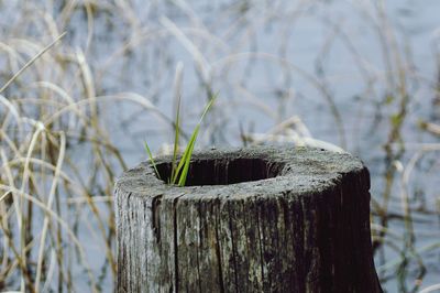 Close-up of wooden post on tree stump