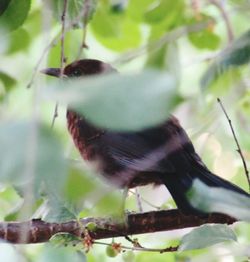 Close-up of bird perching on branch