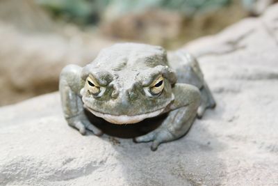 Close-up of lizard on rock