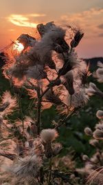 Close-up of flowering plants on land against sky during sunset