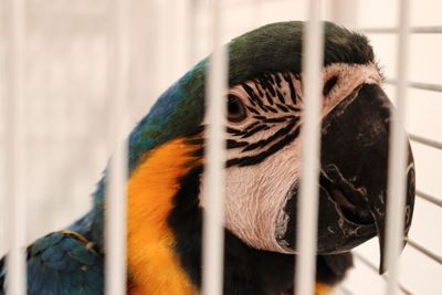 Close-up of parrot in cage