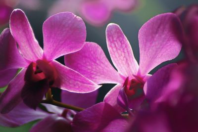 Close-up of pink flowering plant