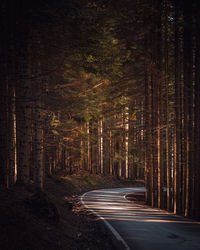 Empty road amidst trees in forest