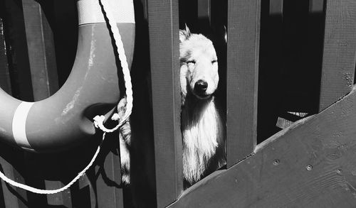 Dog looking through fence