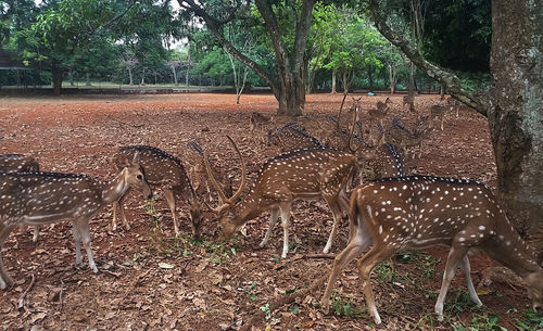 View of deer in the forest