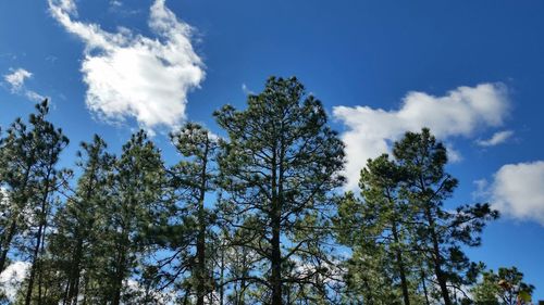 Low angle view of trees against blue sky