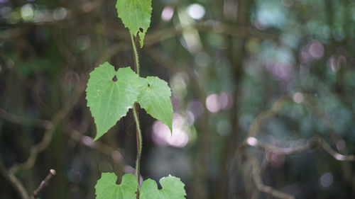 Close-up of fresh green plant