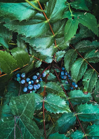 Close-up of berries growing on plant