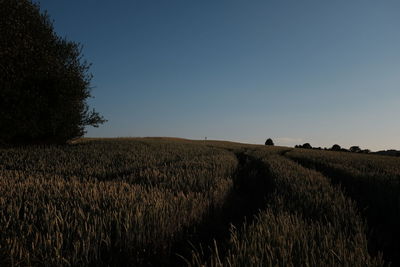 Scenic view of field against clear sky