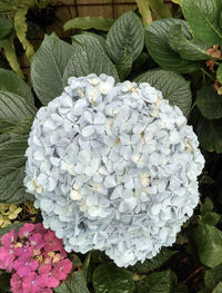 High angle view of white hydrangea