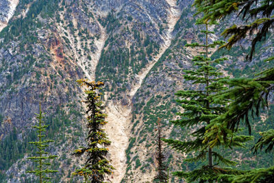 Scenic view of pine trees in forest