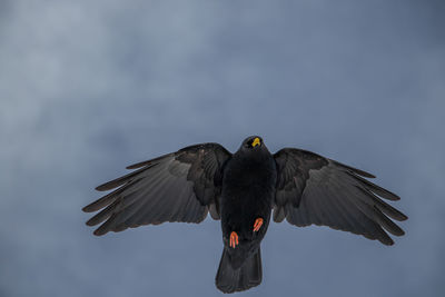 Close-up of bird flying