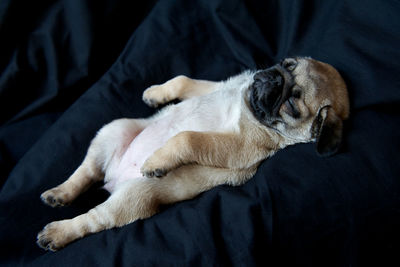 High angle view of pug puppy sleeping on bed at home