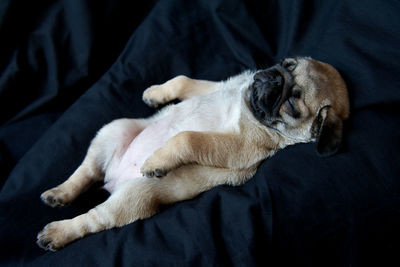 Dog sleeping on bed