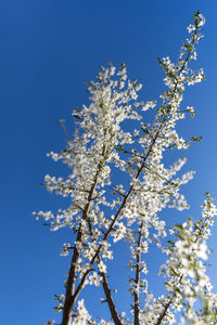 Low angle view of cherry blossom against blue sky