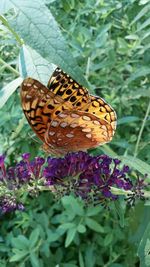 Close-up of butterfly on flower