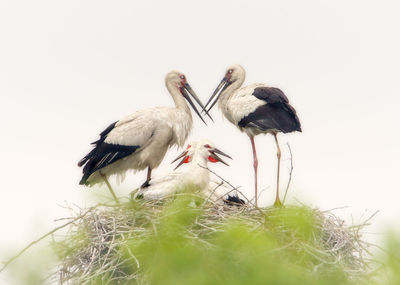 Low angle view of birds perching against clear sky