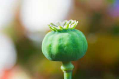 Close-up of fruit growing on plant