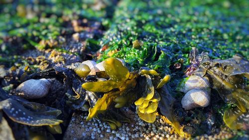 Close-up of seashells and seaweed on rock