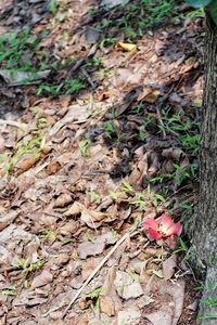 High angle view of red flower on field
