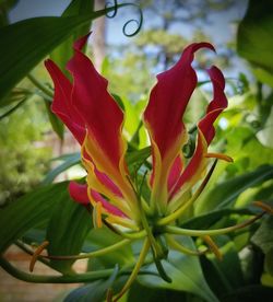 Close-up of red flowering plant