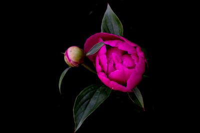 Close-up of pink orchid against black background