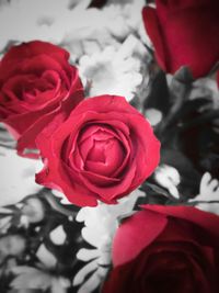 Close-up of red rose blooming outdoors