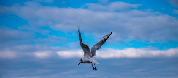 Seagull flying against sky