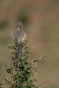 Bird perching on a tree