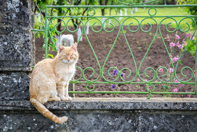 Cat looking through metal fence