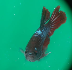 Close-up of fish swimming in sea