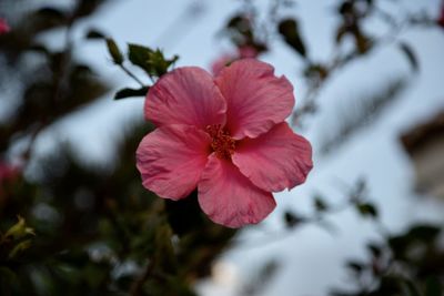 Close-up of pink hibiscus flower