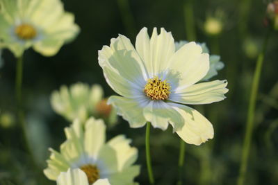 Close-up of insect on yellow flower