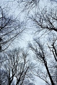 Low angle view of bare trees against clear sky